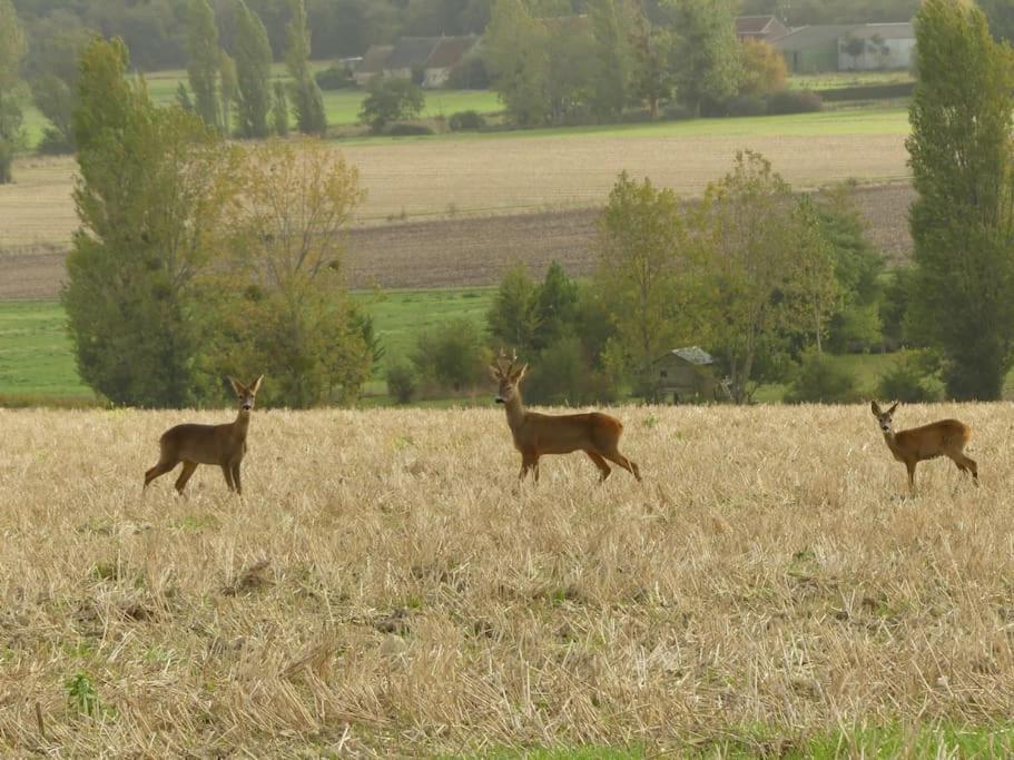 Maison De Bourg Paisible Parcay-sur-Vienne エクステリア 写真